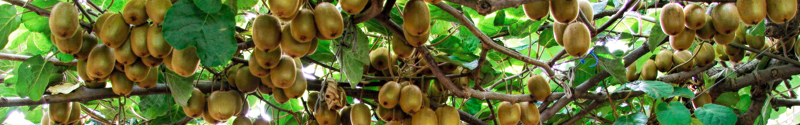 Apoyo en proyectos: Red Transfronteriza Biomasa