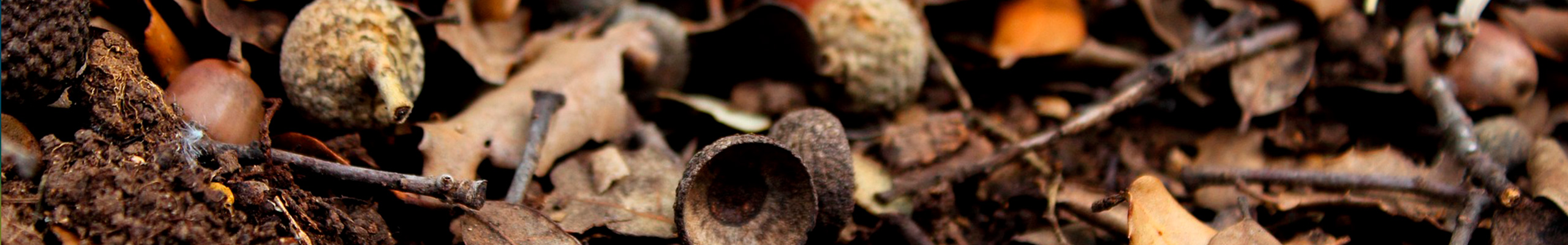 Resultados de la Red Transfronteriza Biomasa